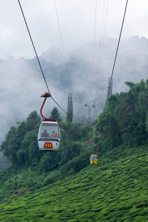 Free A scenic ropeway ride over Darjeeling's lush tea gardens in misty weather. Stock Photo