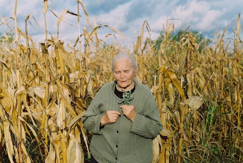 Frau, Die Durch Corn Field Während Daytie Steht