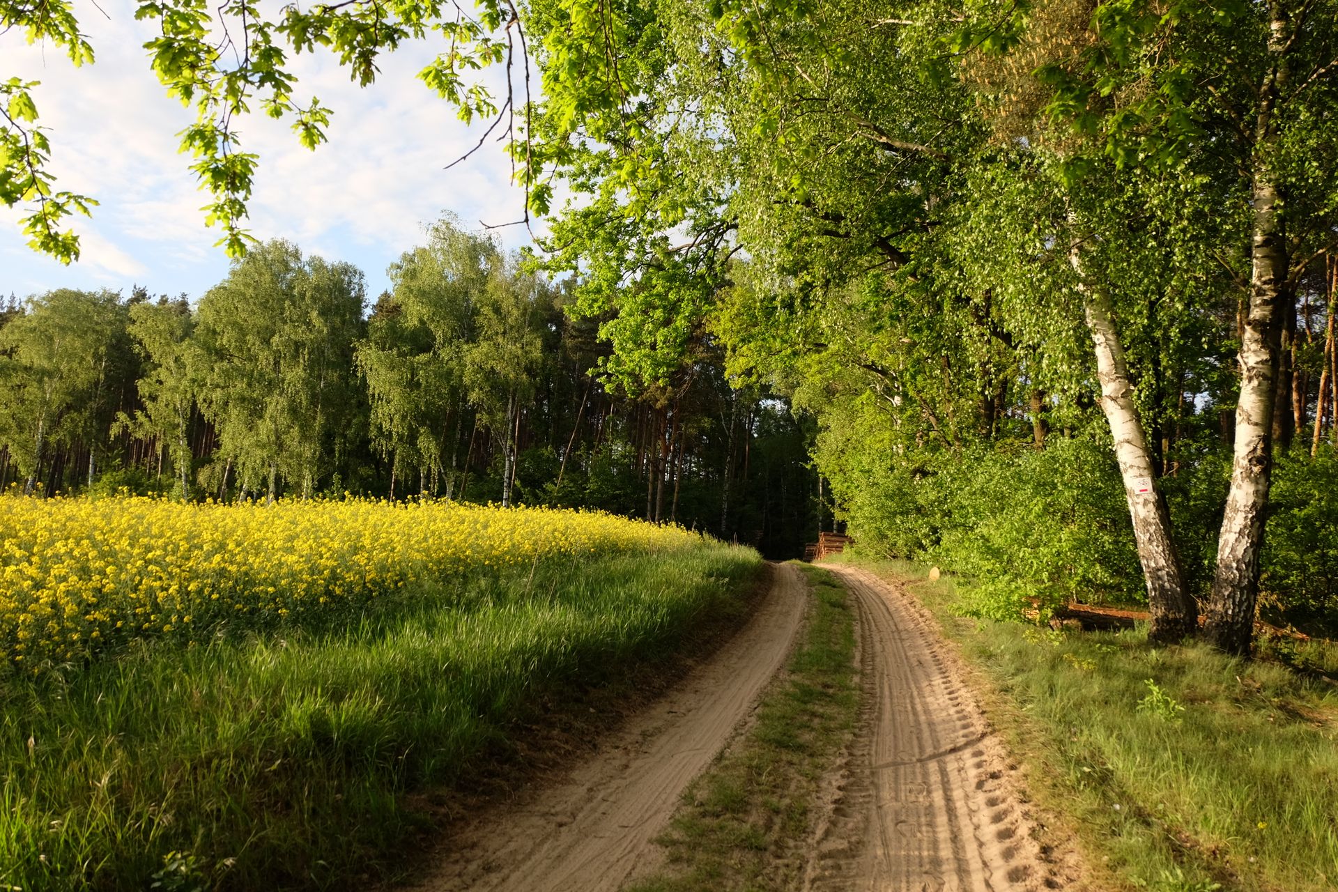 A tranquil dirt road winds through a lush green forest and vibrant field of yellow flowers under a clear sky.