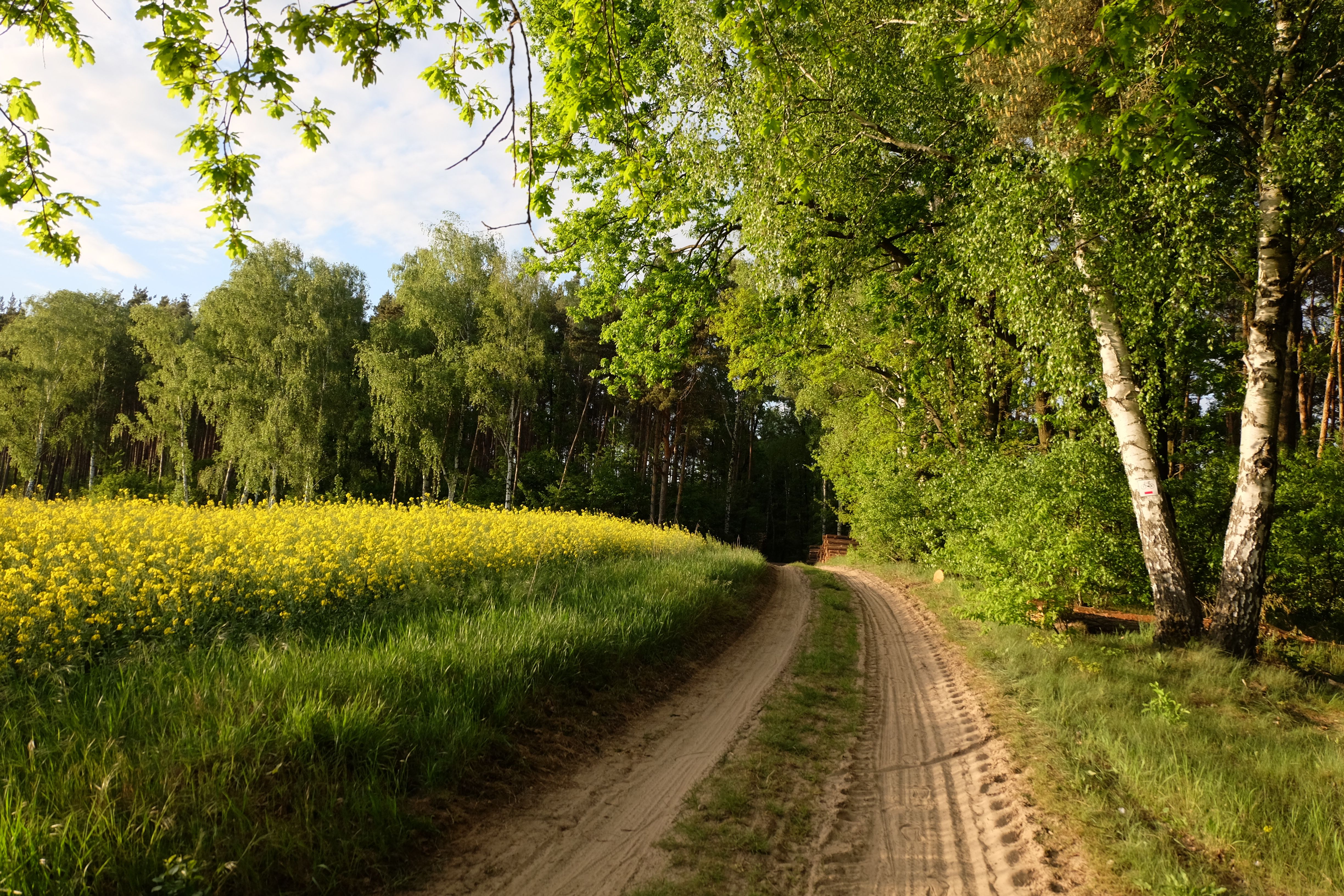 Rural Pathway Lined With Trees and Yellow Flowers · Free Stock Photo
