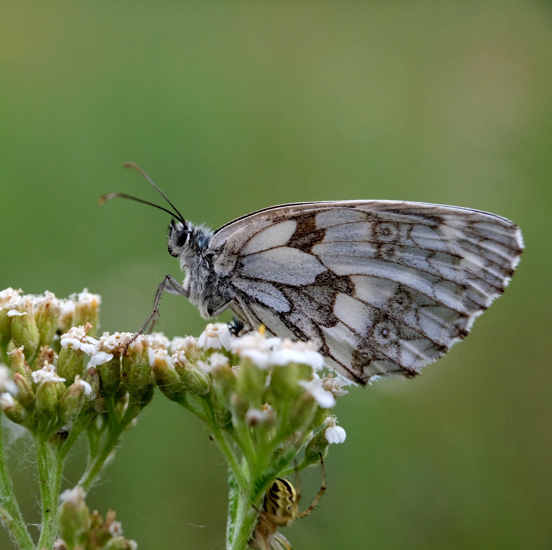 Detailed shot of a marbled white butterfly resting on a white flower with blurred green background.