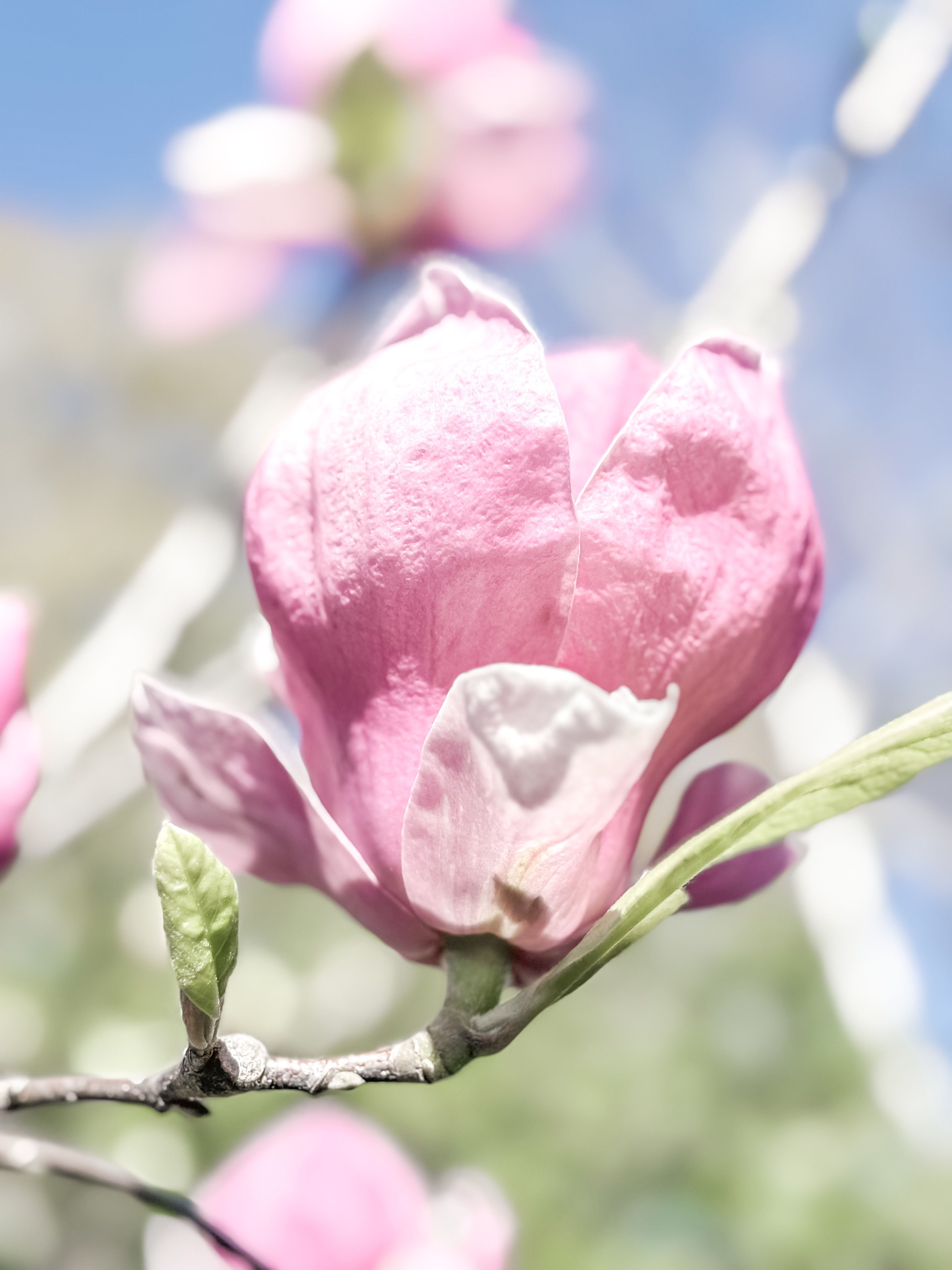 Free Delicate pink magnolia flower blooming on a sunny spring day. Stock Photo