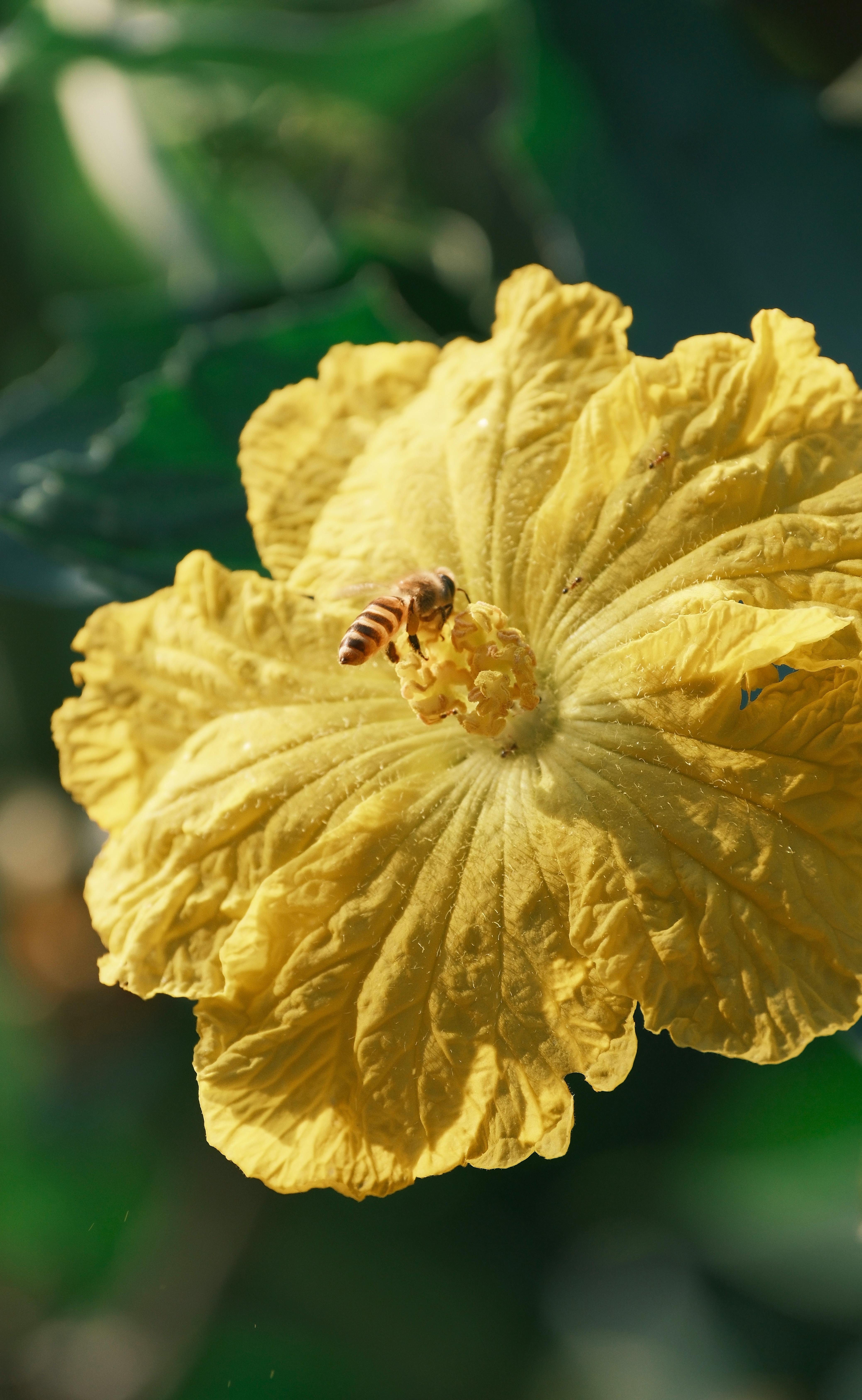 hand pollinating squash flower