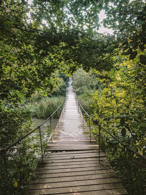 Free Wooden boardwalk leading through lush green forest, ideal for nature exploration. Stock Photo