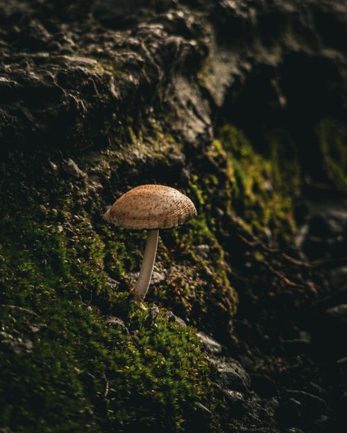 Free A close-up shot of a wild mushroom growing on a moss-covered rock, showcasing nature's detail and beauty. Stock Photo