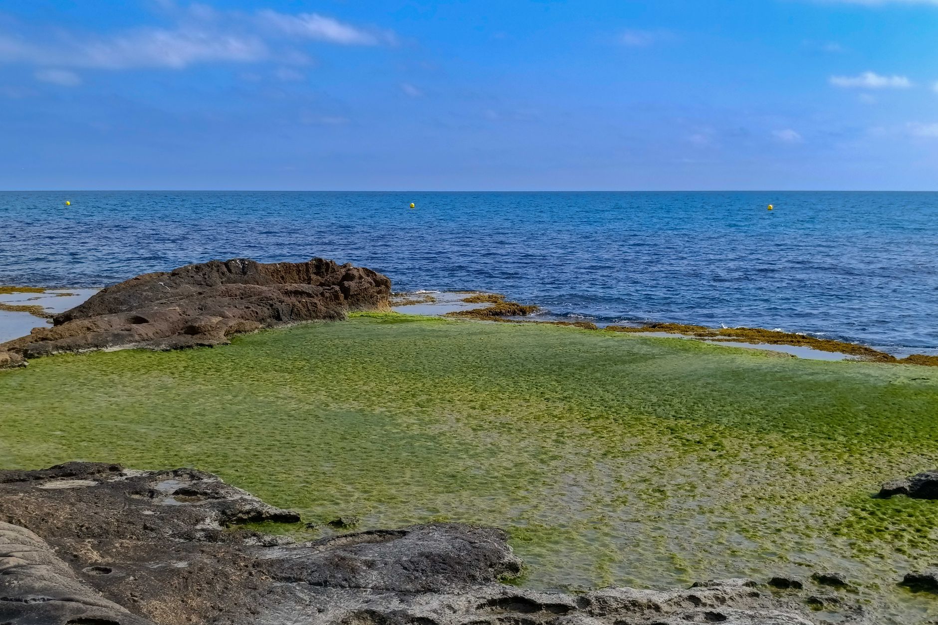 Un'alga invasiva sulla costa di Sines minaccia la biodiversità locale
