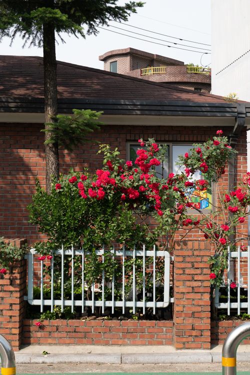 Free Vibrant red roses in full bloom climbing a brick wall with a window. Stock Photo