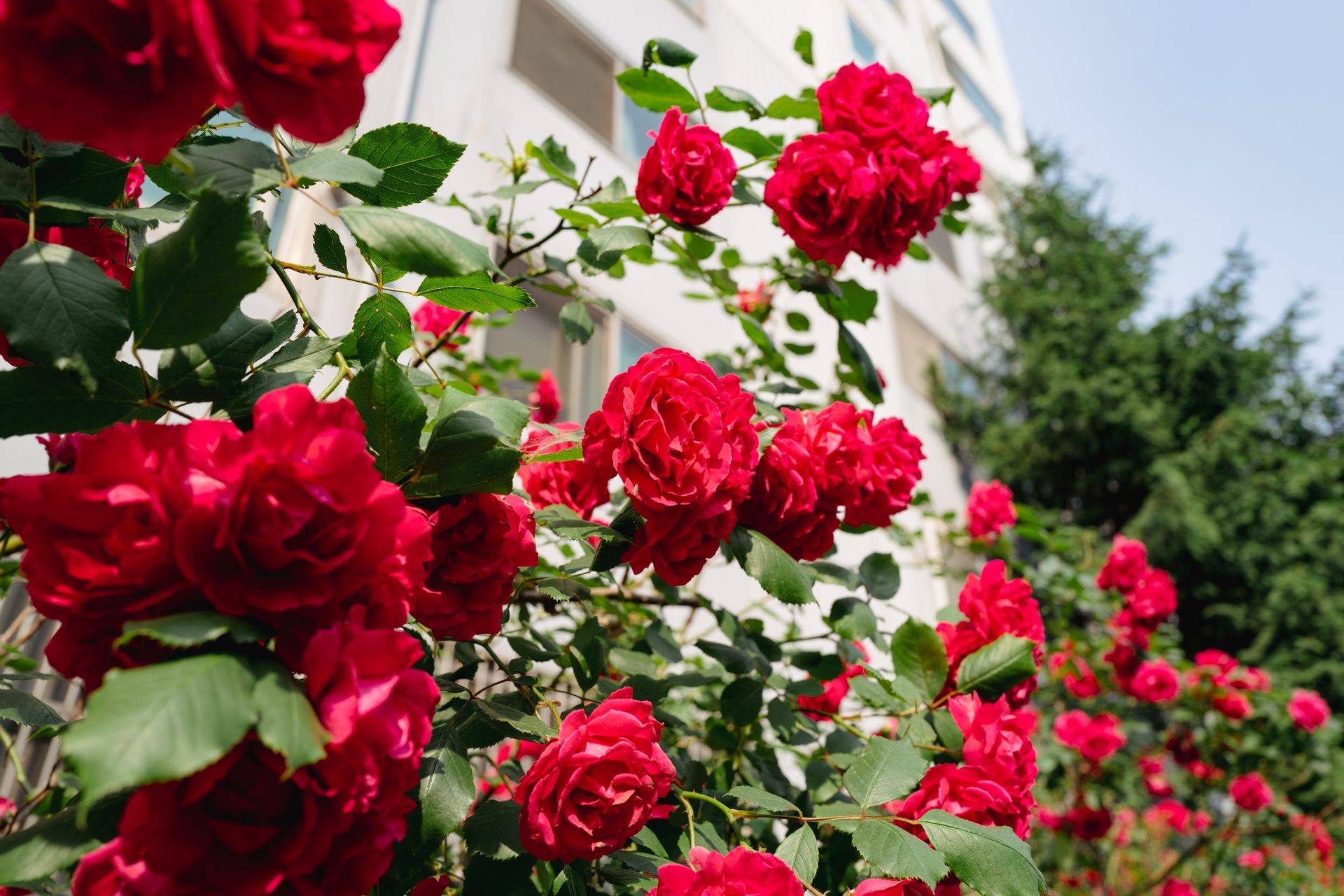 A stunning display of vibrant red roses blooming against a building wall outdoors.