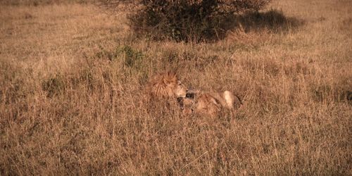 Free stock photo of african savanna, big cat family, bonding in the wild Stock Photo