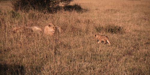 Free Cub Approaches the Pride Stock Photo