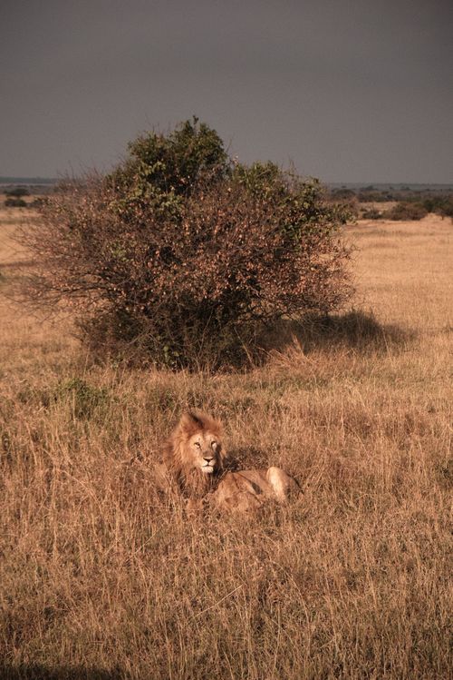 Free King at Rest Stock Photo