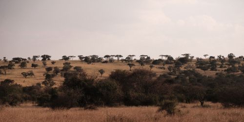 Free Acacia Horizon Stock Photo