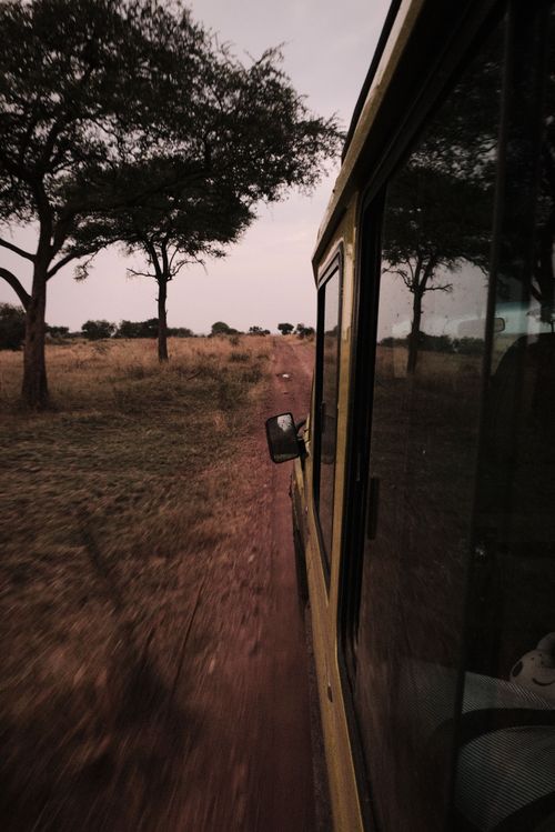 Free Speeding Through the Wild Stock Photo