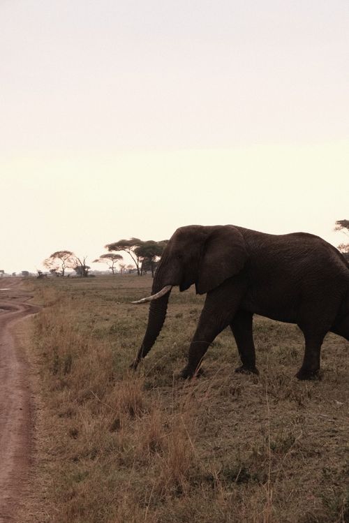 Free Tusker on the Move Stock Photo