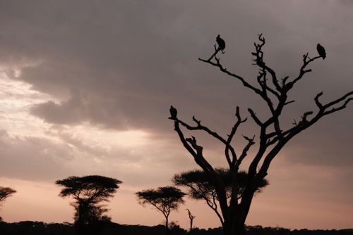 Free Vultures at Dusk Stock Photo