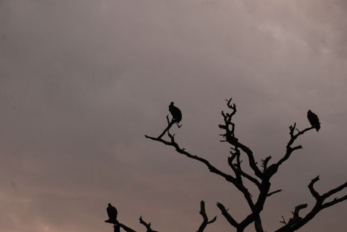 Free Vultures at Dusk Stock Photo
