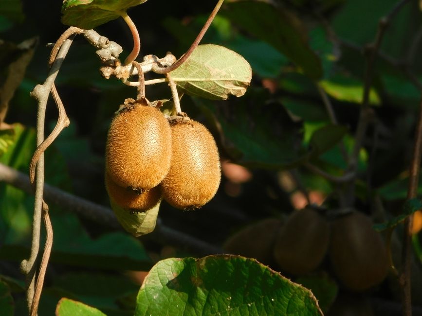 Kiwi