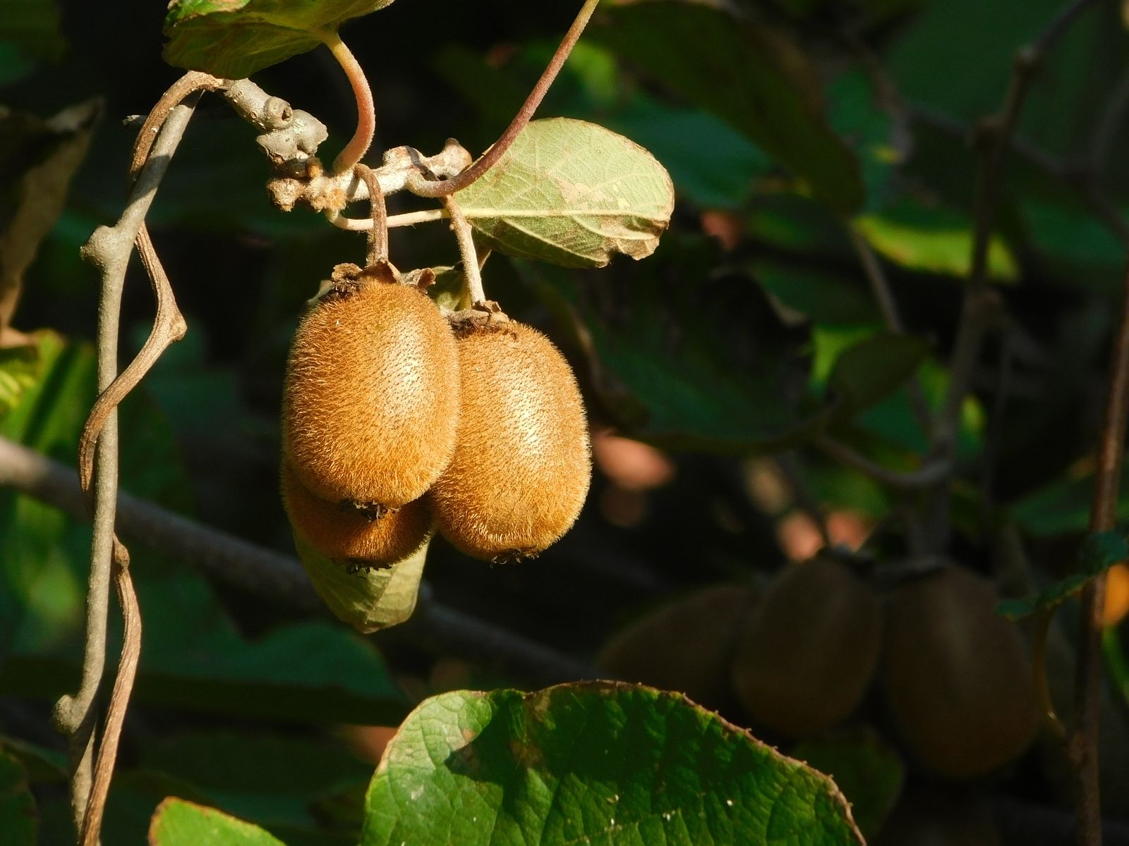 Fuzzy brown kiwifruit growing on the vine