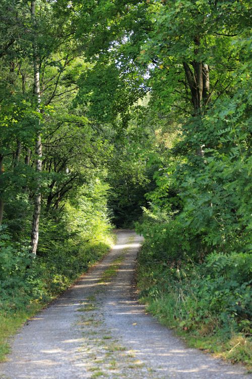 Free A serene forest pathway surrounded by lush greenery on a sunny late summer day. Stock Photo