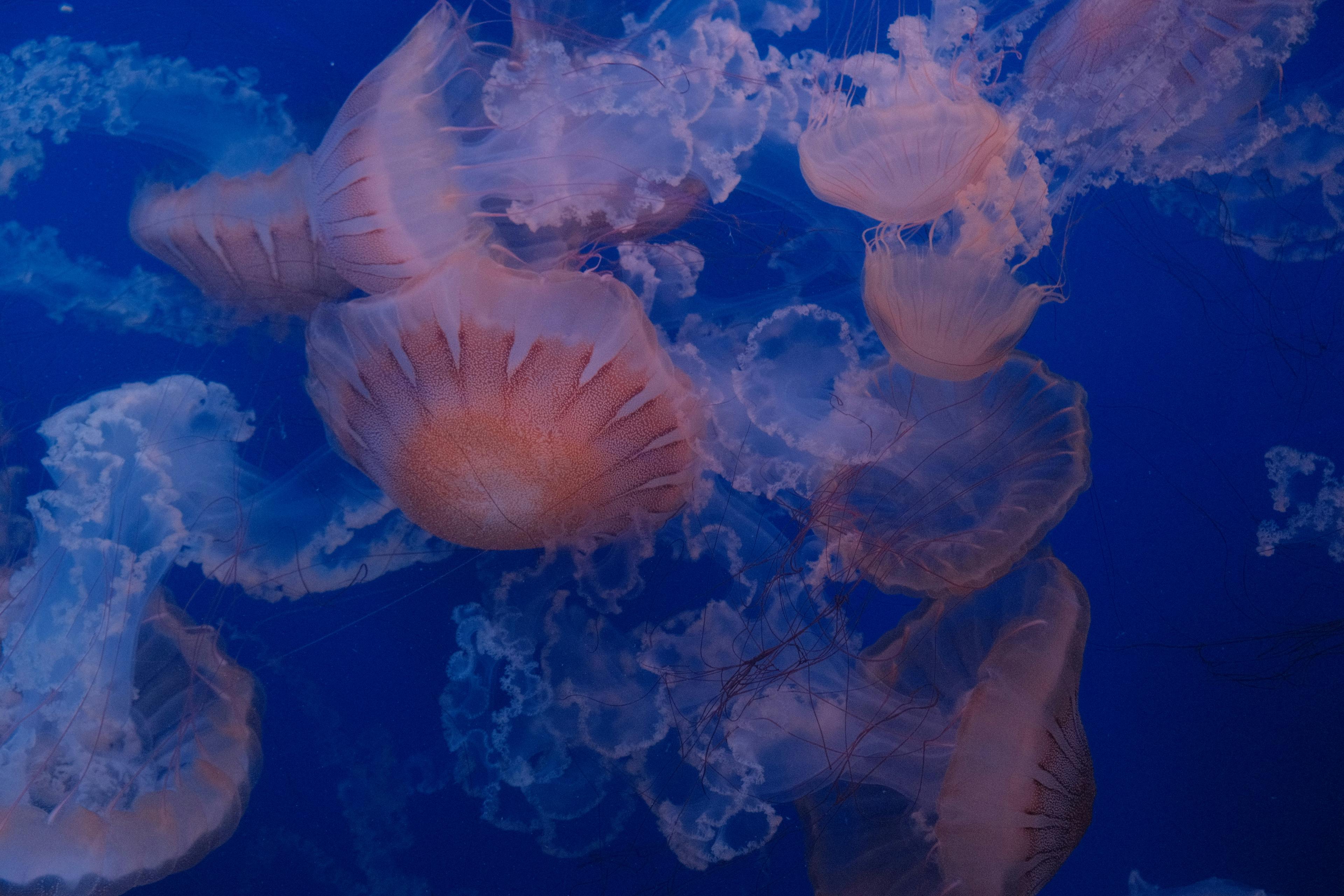 Capture of jellyfish swimming gracefully in Valencia's aquarium, showcasing their ethereal beauty.