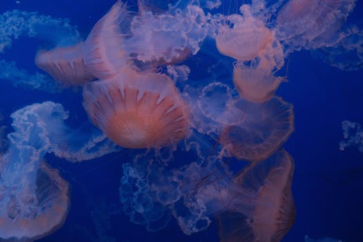 Free stock photo of aquarium, jellyfish