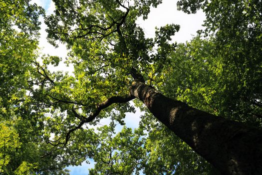 Sunlit forest canopy viewed from below, showcasing vibrant greens.