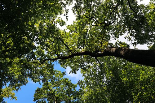 Free Looking up at a lush forest canopy with sunlight filtering through the leaves on a clear summer day. Stock Photo
