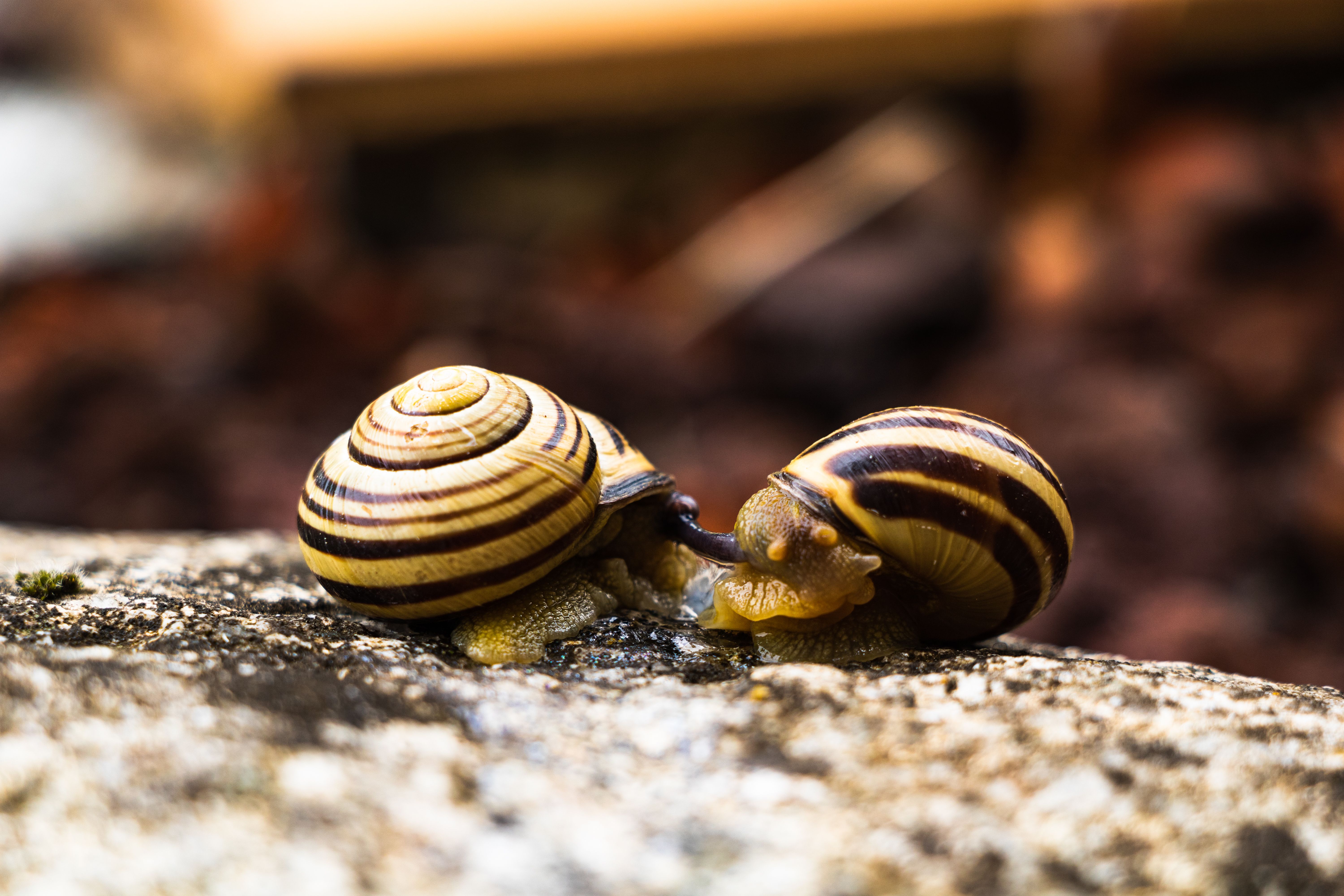 A detailed close-up of two snails with striped shells interacting on a rocky surface, showcasing natural patterns.