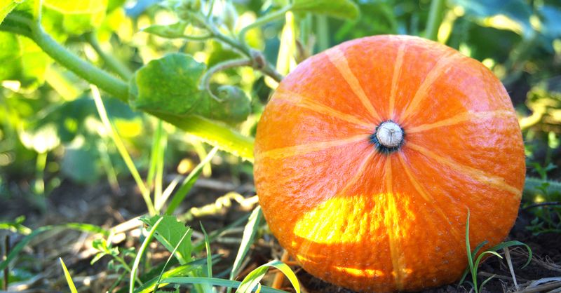 Potimarron : guide complet et 10 recettes faciles