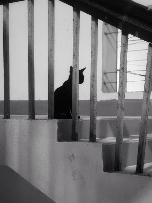 Free Silhouette of a black cat sitting on stairs, creating a mysterious mood. Stock Photo
