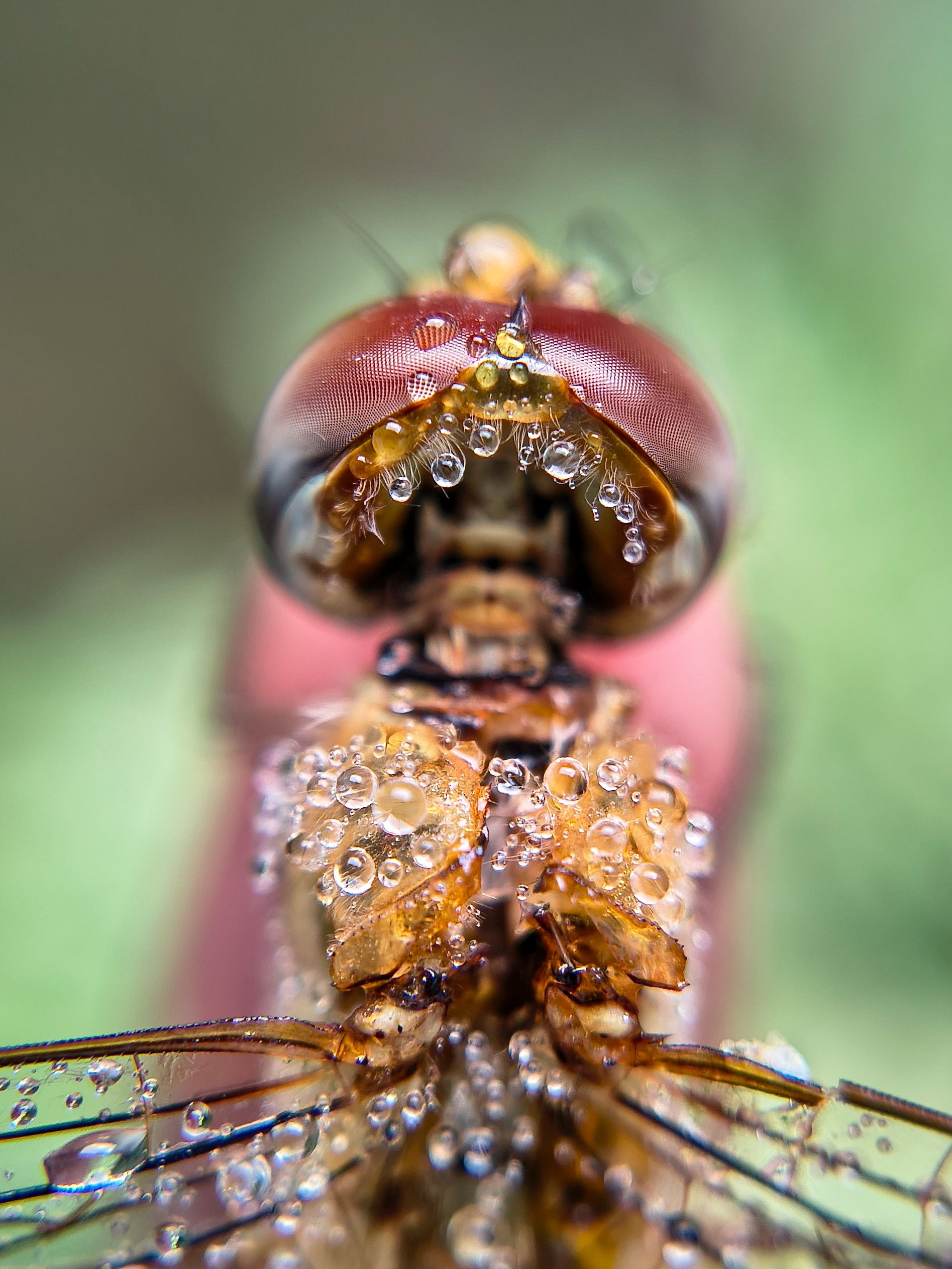 Close-up of a Dragonfly with Morning Dew · Free Stock Photo