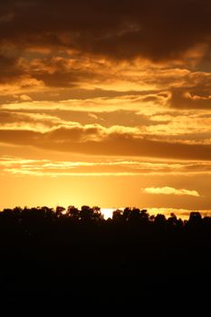 Stunning golden sunset with silhouetted trees and dramatic clouds, capturing nature's beauty.