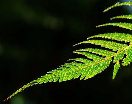 Close-up of a vibrant green fern leaf in the lush forests of New Zealand, showcasing natural beauty.