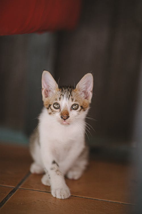 Free Photo of Tabby Kitten Stock Photo