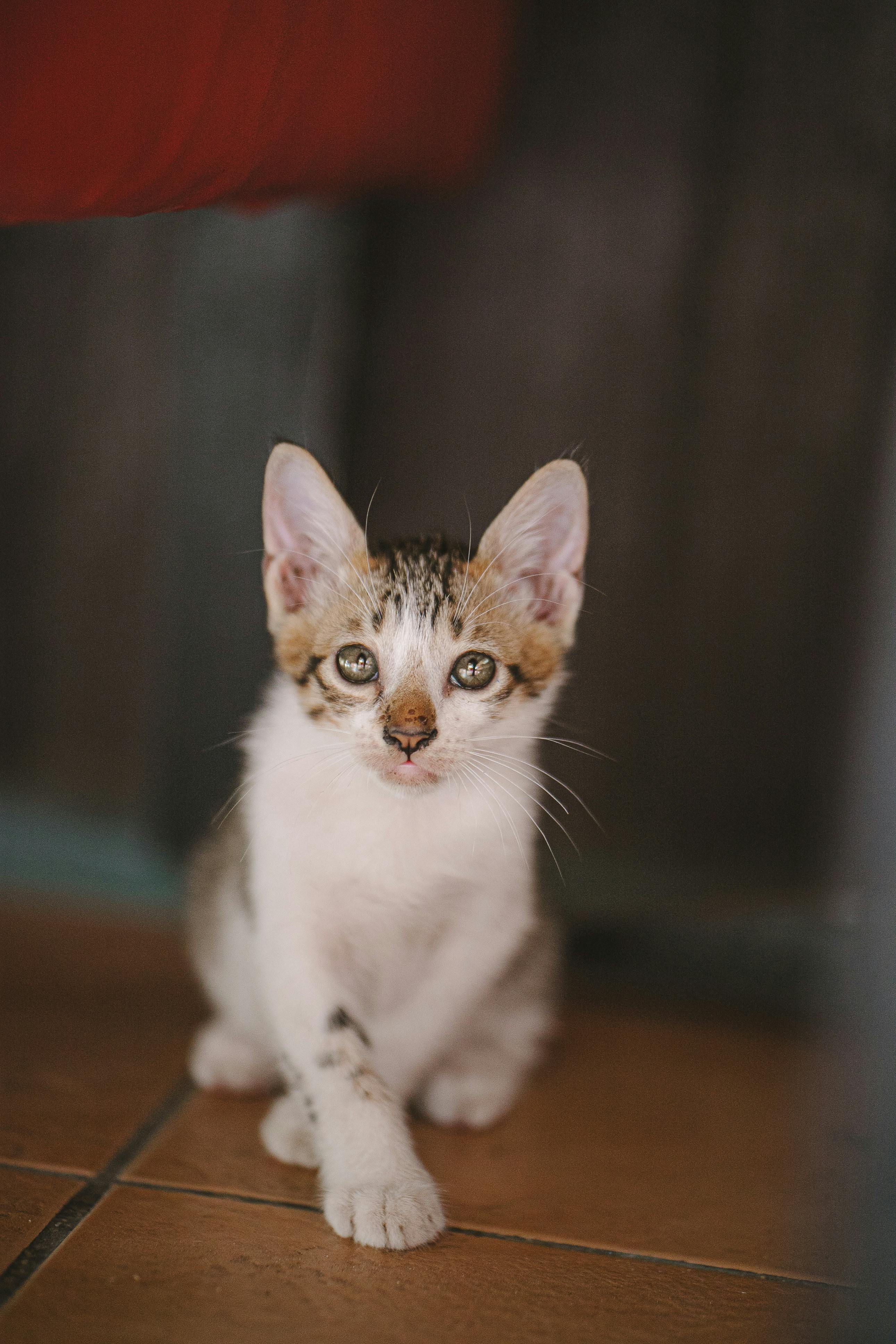  Photo  of Tabby Kitten   Free Stock Photo 