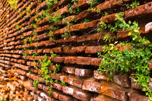 Free Close-up of an aged red brick wall with green plants in Toulouse, France, highlighting its rustic charm. Stock Photo