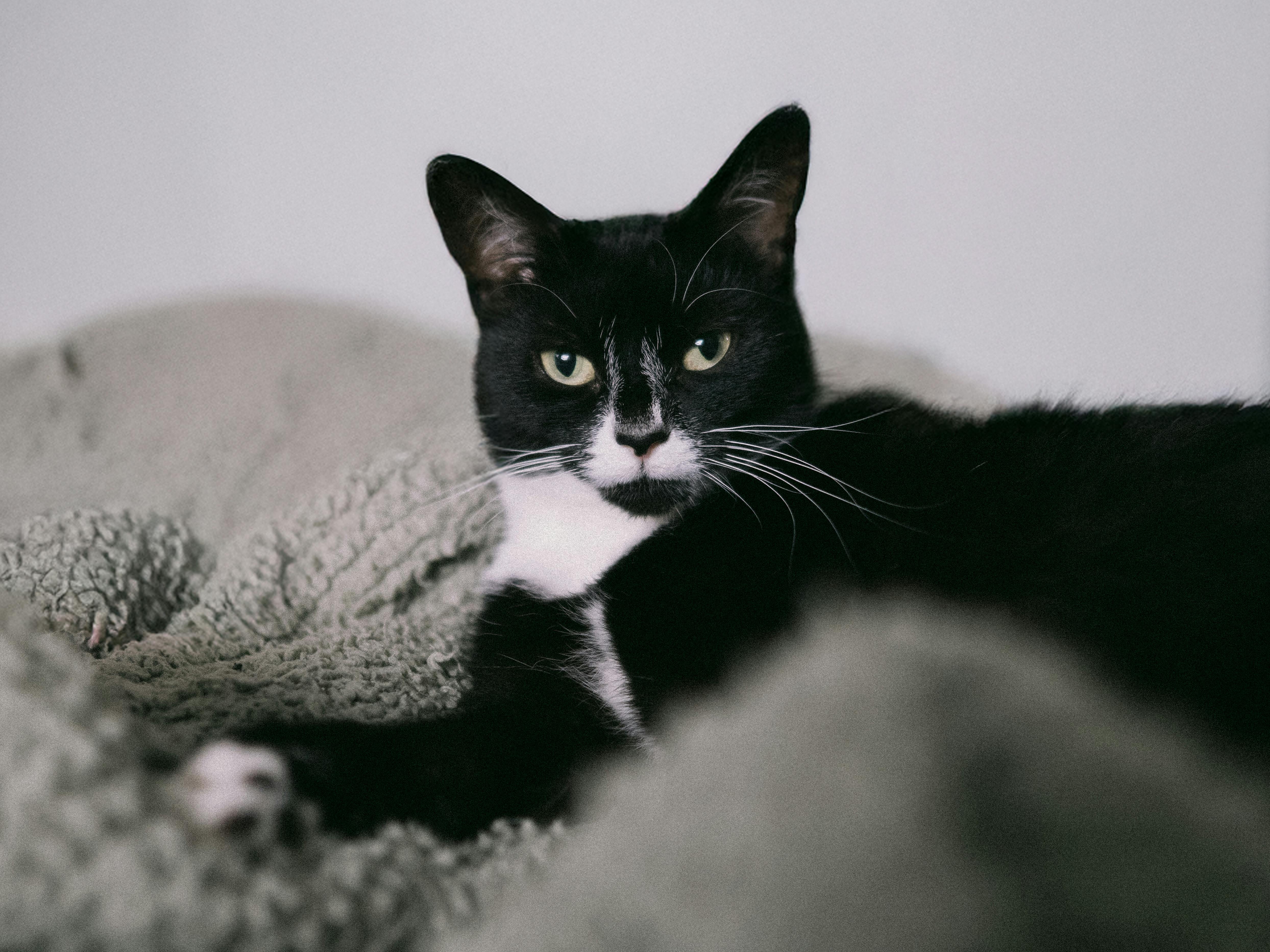 Pet Skin and Coat Health Supplement Market Forecast Points Higher Toward 2035, Driven by PET Humanization and Premium Ingredi