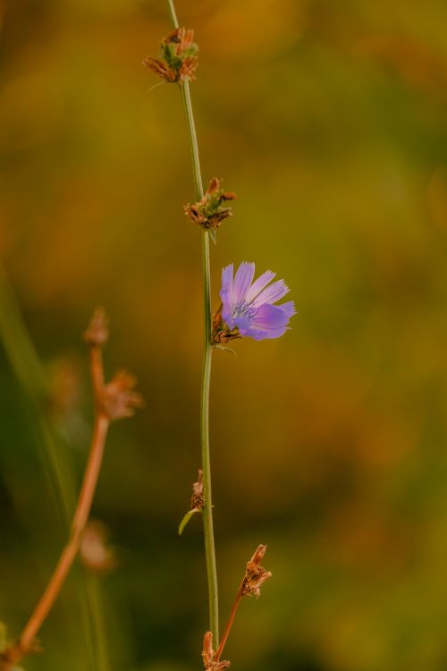 Free A delicate purple chicory flower blooms atop a slender stem against a warm, golden blurred background. Stock Photo