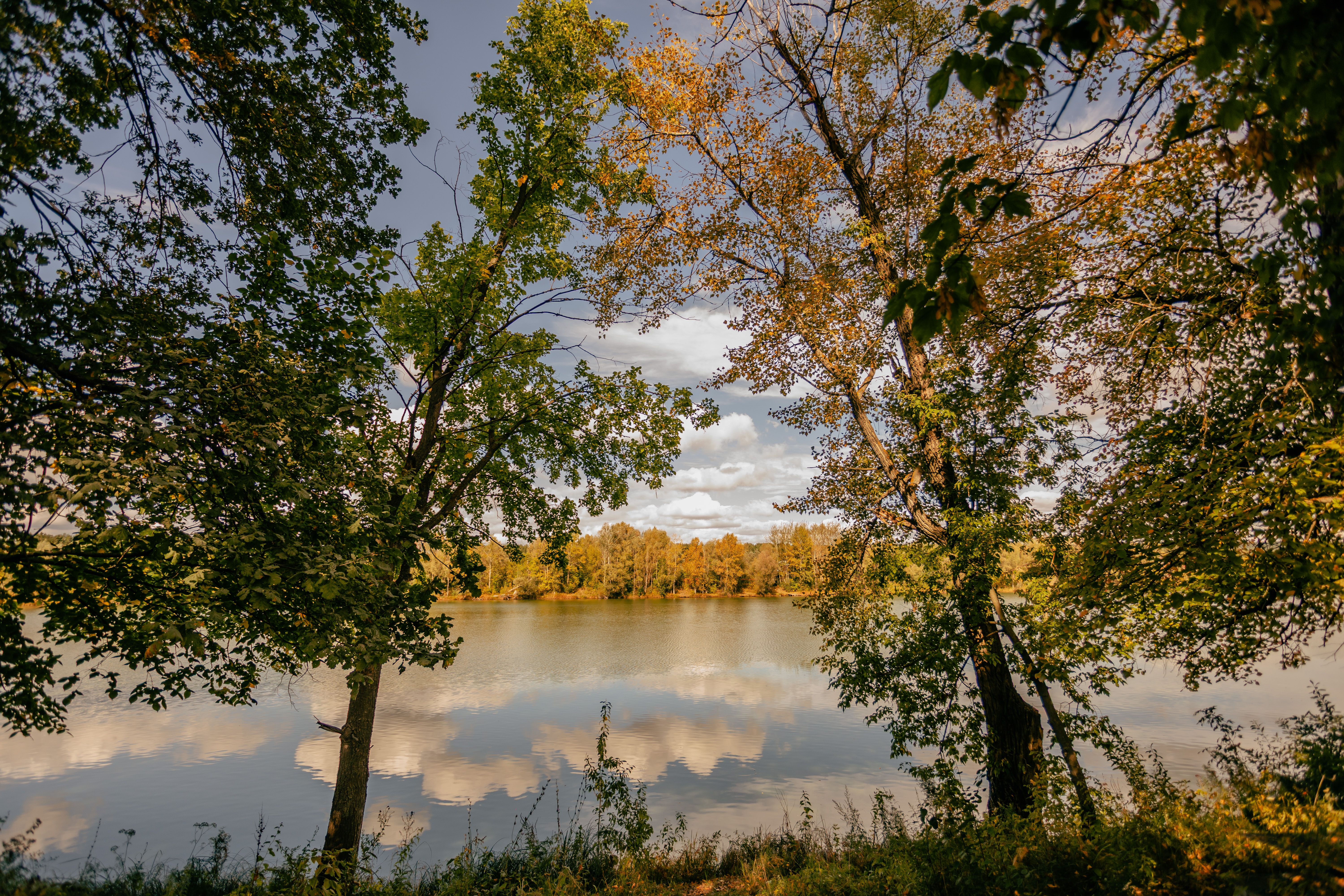 Tranquil Lake View Framed by Autumn Trees · Free Stock Photo