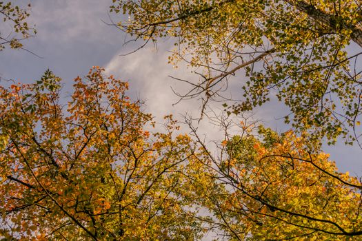 Vibrant autumn leaves on trees reaching towards a clear blue sky, showcasing fall colors.