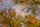 autumn sky