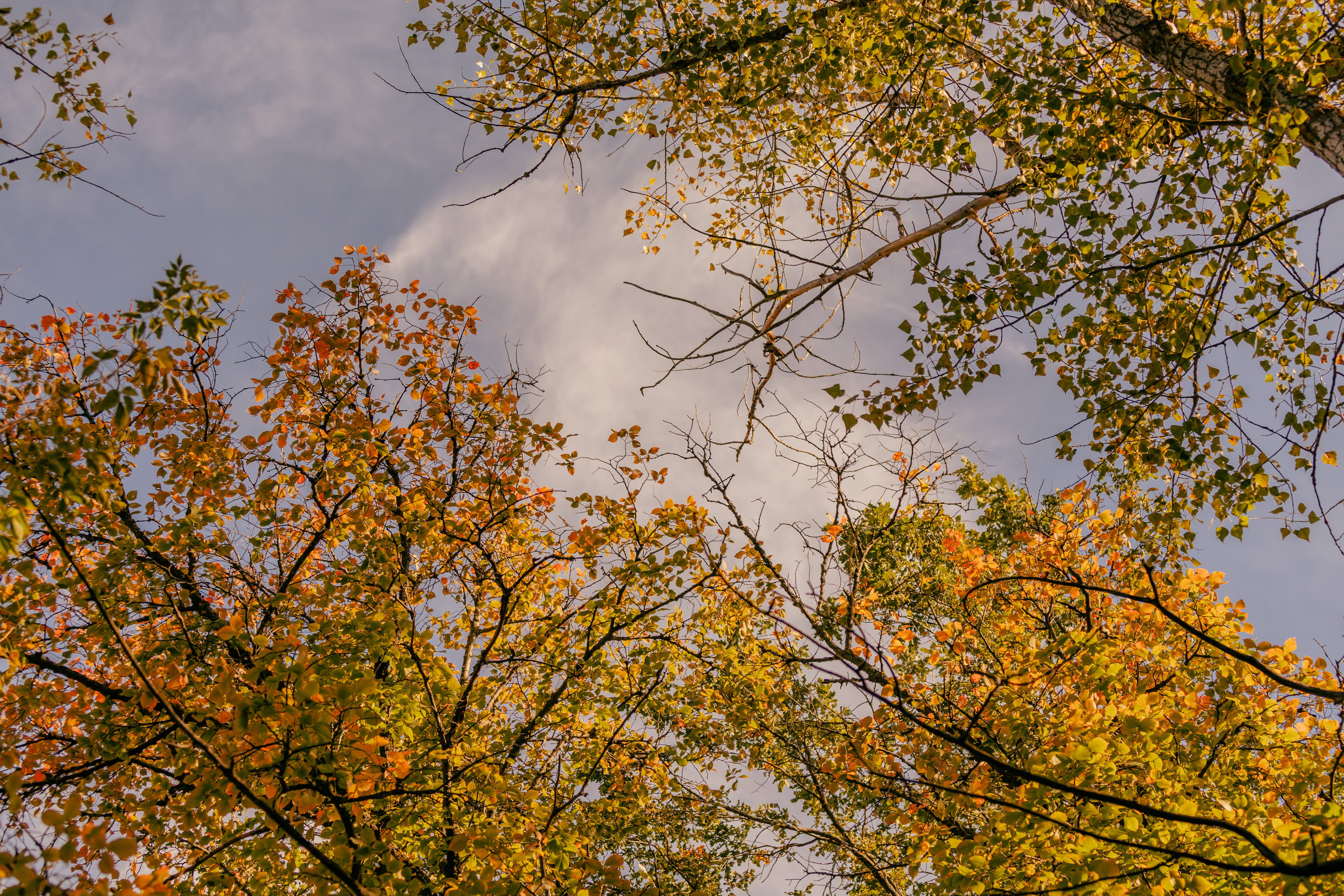 Autumn Foliage Against a Clear Blue Sky · Free Stock Photo