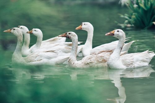 Free Six white geese gracefully swimming in a serene pond surrounded by lush greenery. Stock Photo