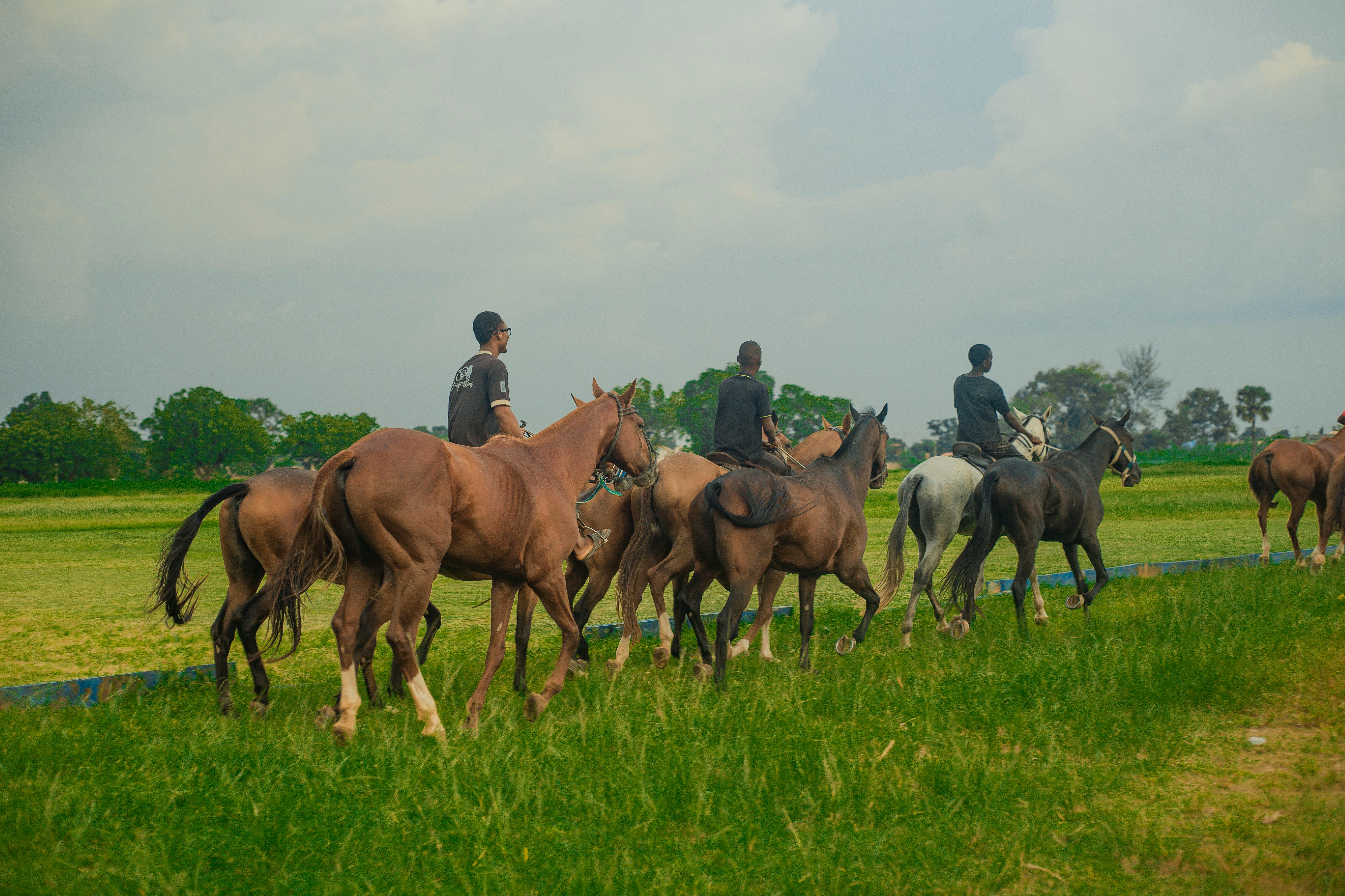 Horseback riders in lush green field