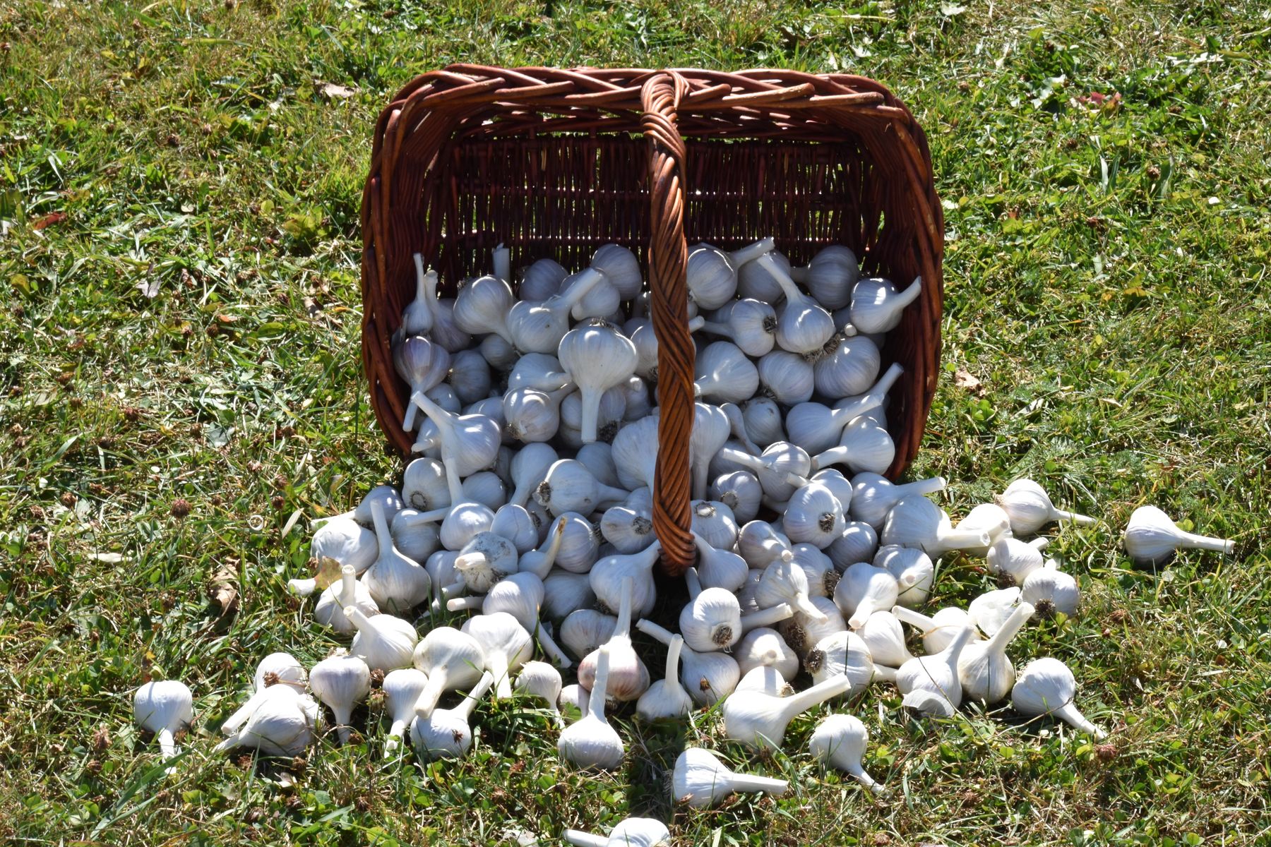 Fresh garlic bulbs outdoors