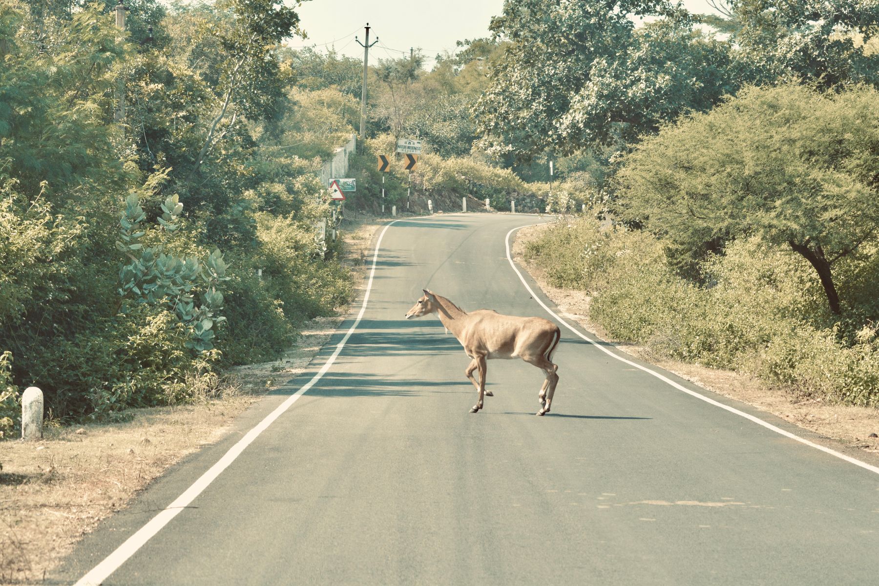 Two Days Around Gurugram: Sohna Road, Damdama and a Neemrana Day Trip