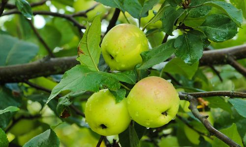 Free Vibrant green apples with dew hanging from a tree branch in a lush garden setting. Stock Photo