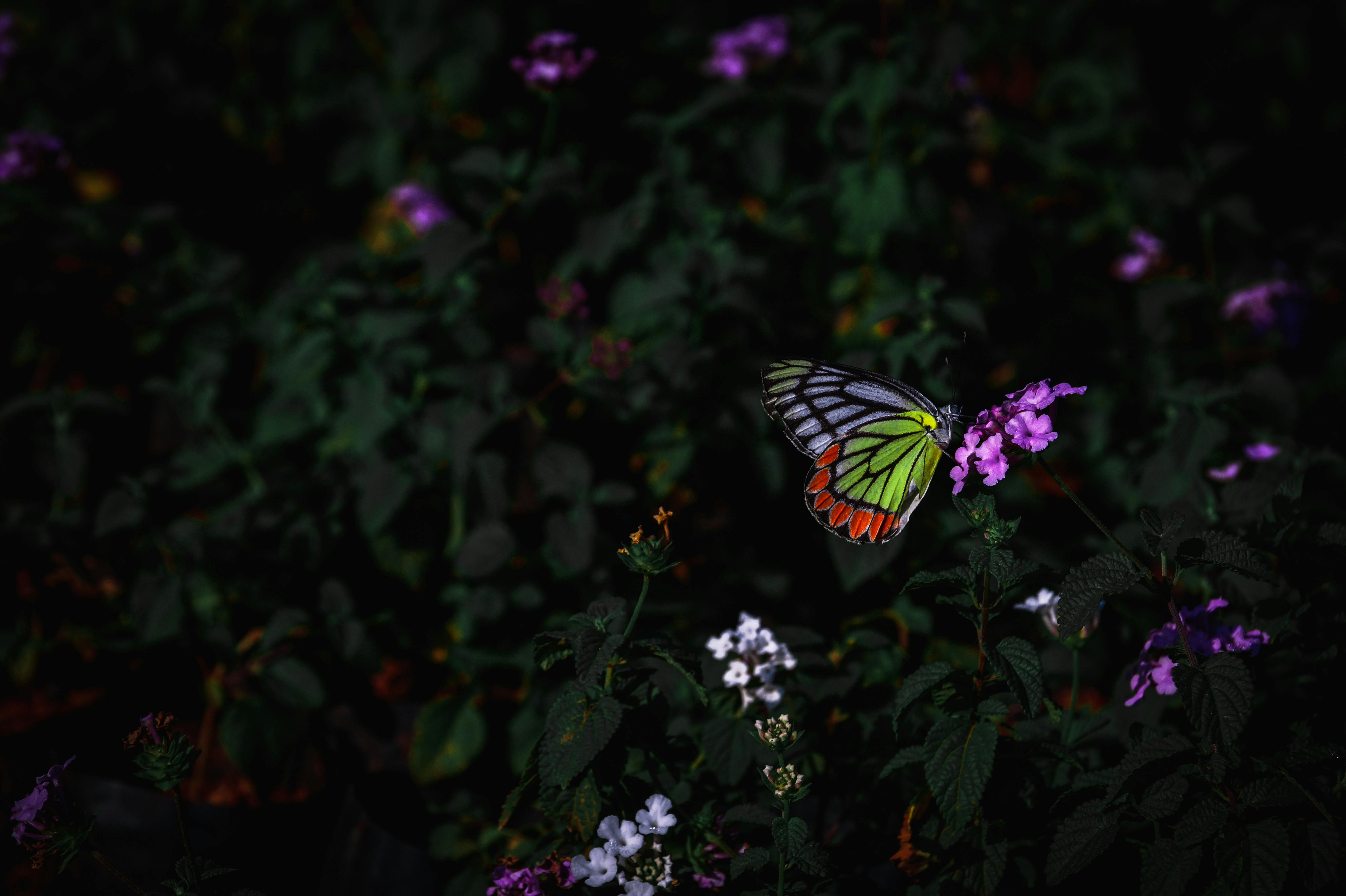 Gratuit Prim-plan al unui fluture cu aripi vii care se odihnește pe o floare violetă într-o grădină. Fotografie de stoc