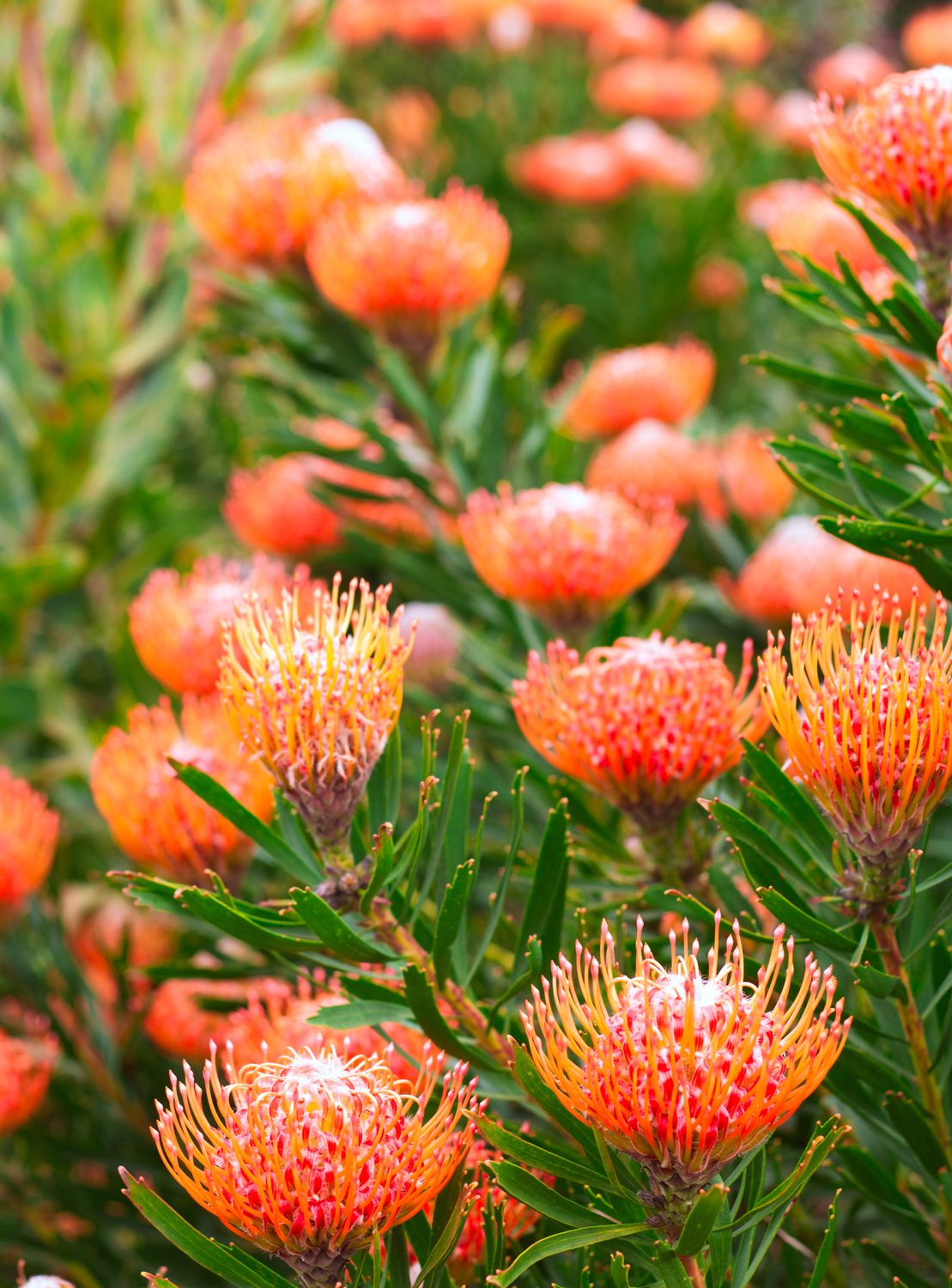 Vibrant Blooming Leucospermum Flowers in Spring · Free Stock Photo
