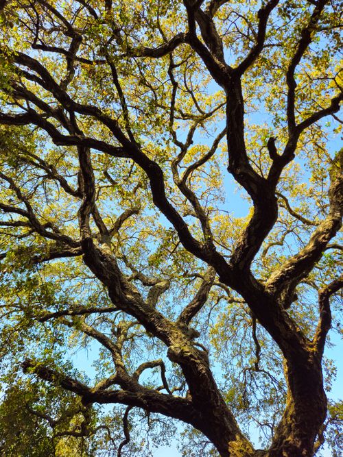 Free A stunning view of oak tree branches silhouetted against a clear blue sky, highlighting nature's beauty. Stock Photo